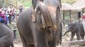 MaeSa_ElephantPark_20110227_018